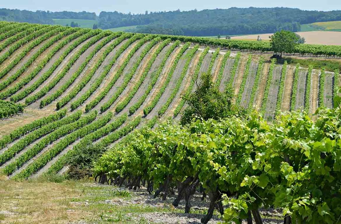 Buying a cheap vineyard